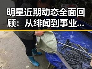 明星近期动态全面回顾：从绯闻到事业新高峰