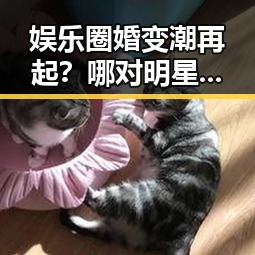 娱乐圈婚变潮再起?哪对明星夫妻可能面临离婚风波引热议🔥